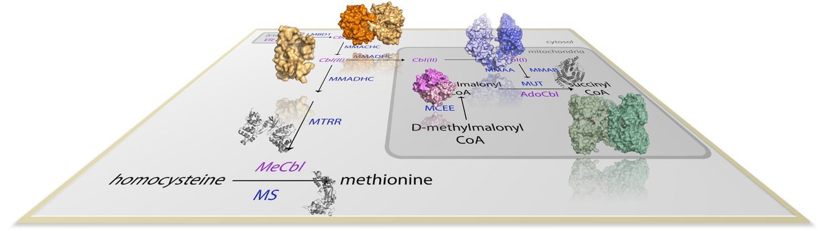 JIMD_Editors's tweet image. It's #poddrop Friday with @FroeseLab and @TheYueLab

The complex machinery of cobalamin (or how structural biologists stopped you eating raw liver)

Apple: podcasts.apple.com/gb/podcast/jim…

Spotify: open.spotify.com/episode/4Q3CoI…

Soundcloud: soundcloud.com/user-109006120…

@allostericstate #VitaminB12