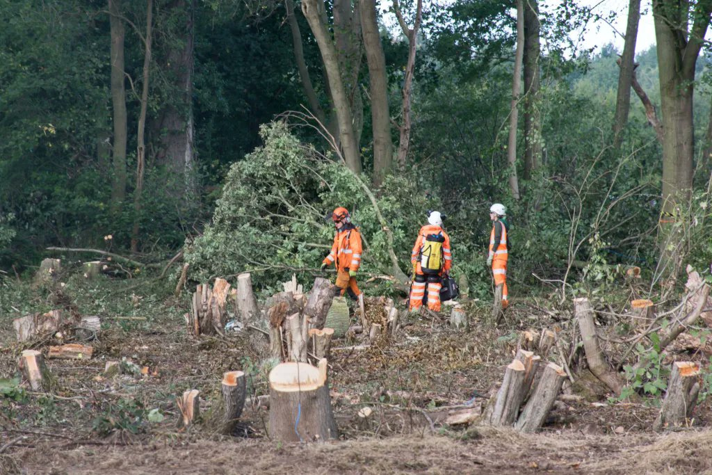 Further remains of #trees 🌳 destroyed by #HS2
<a href="/HS2ltd/">HS2 Ltd</a> . Don't swallow the corporate #Greenwash,  #HS2isEcocide. #StopHS2