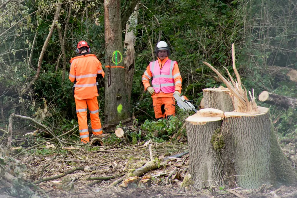 Hs2Rebellion's tweet photo. Further remains of #trees 🌳 destroyed by #HS2
@HS2ltd . Don't swallow the corporate #Greenwash,  #HS2isEcocide. #StopHS2 https://t.co/7FTWHd86s2
