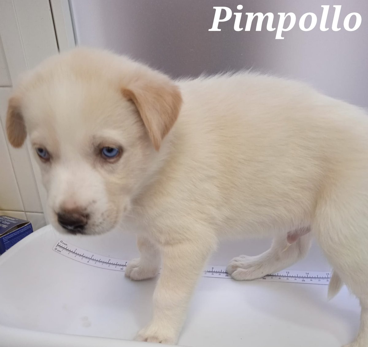 NuevaVidaAdop's tweet photo. #Madrid 
PIMPOLLO cachorro ABANDONADO junto al resto de su camada 
NECESITA #adopcionresponsable,una familia para TODA la vida
En edad adulta rondará 25-35kg
Se entrega chipado,vacunado,desparasitado y CON compromiso de esterilización
CONTACTO 📩facenuevavida@gmail.com
#cachorros https://t.co/zY0di5yN1M