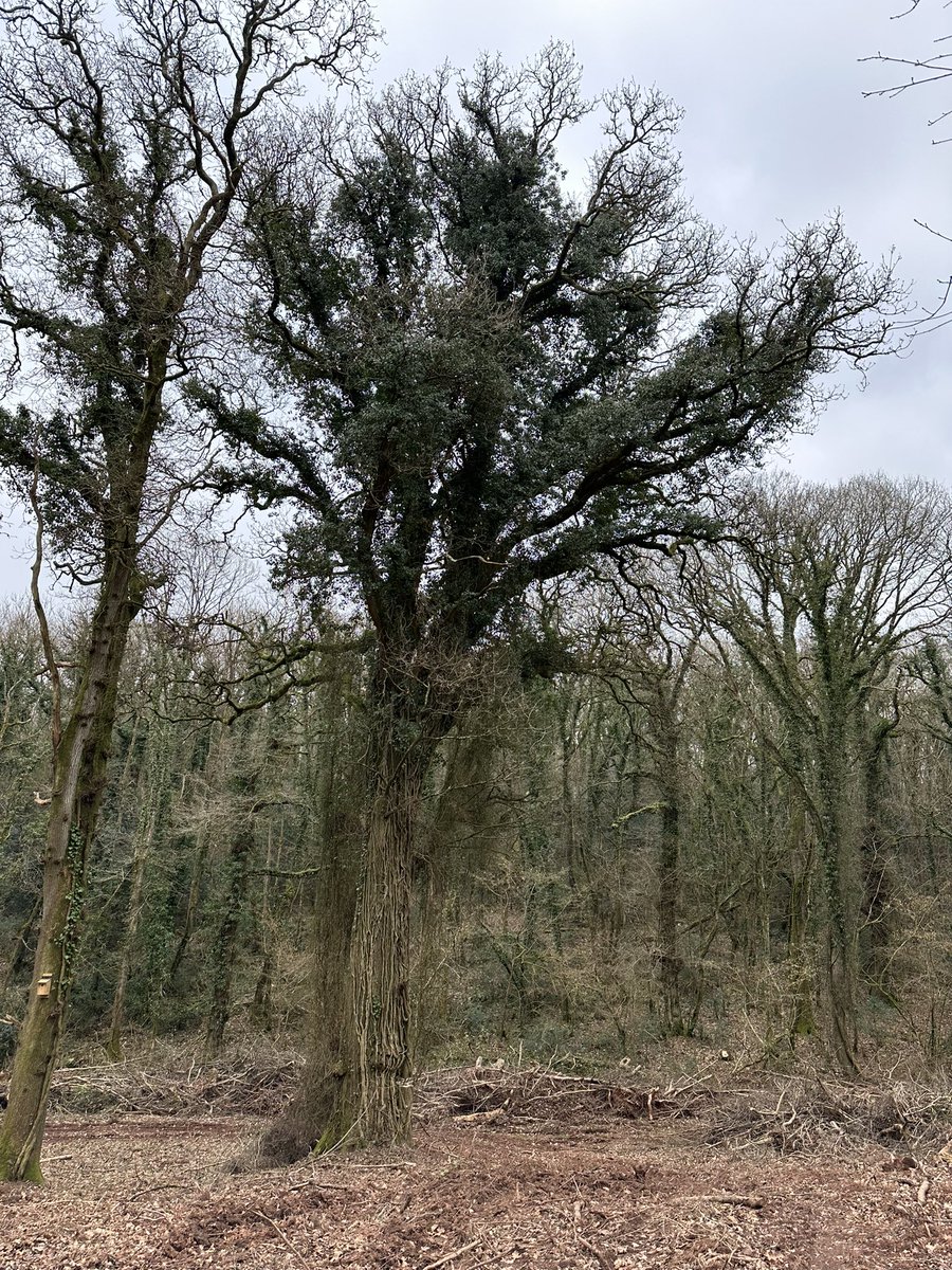 What the… happened to <a href="/nationaltrust/">National Trust</a> commitment to Land Outdoors and Nature? <a href="/NTKillerton/">Killerton</a> @_fihailstone <a href="/alexraeder1/">alex raeder</a> - Ashclyst woods - part of the Killerton Estate