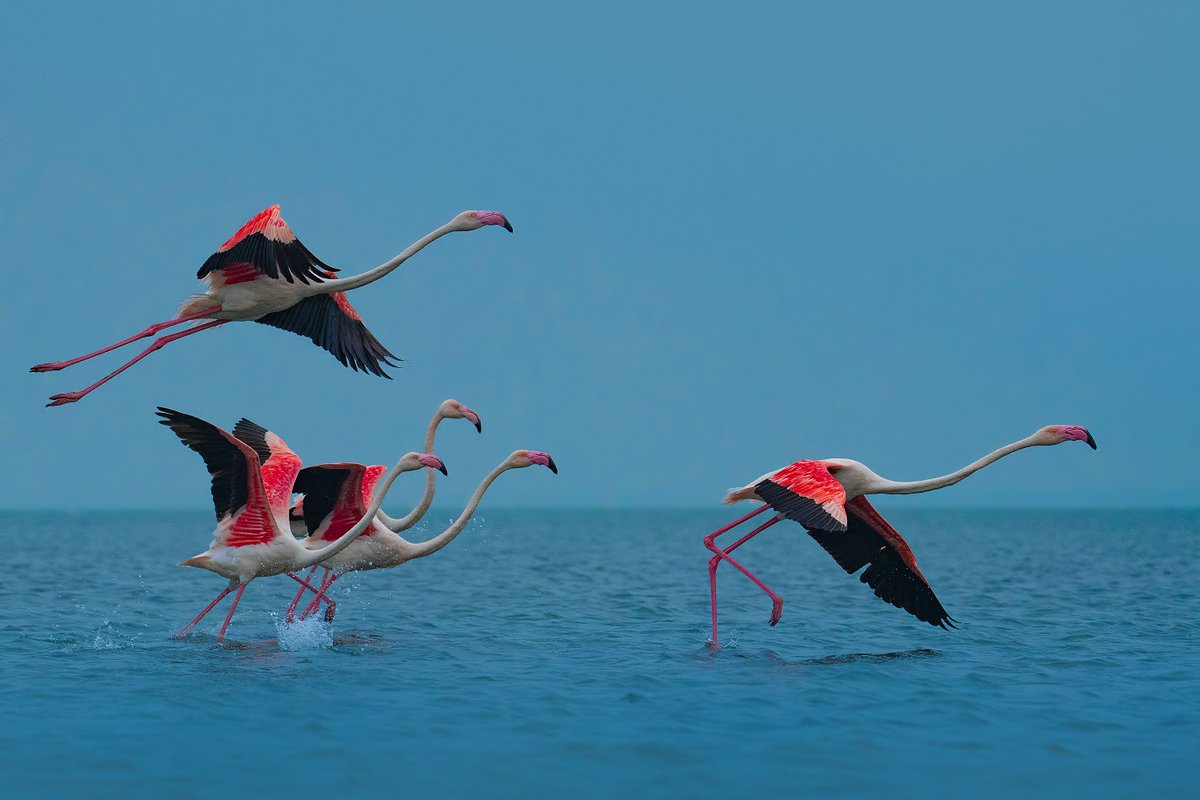 I am a Wildlife photographer from India. I have been published by NatGe, Smart Photography (Cover story), Better Photography, TOI, DCP &amp; many more

Here are my NFT Profiles 
1. Opensea - opensea.io/collection/sto…
2. OBJKT - objkt.com/profile/aparna…

🔗 to collections in 🧵