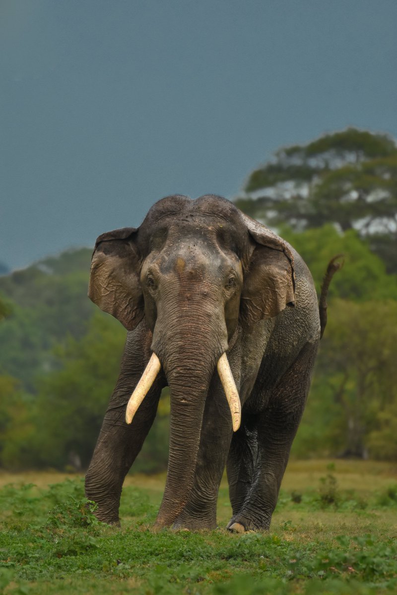 RjChetan's tweet image. Story of the mighty #Barana

Today is World #Wildlifeday