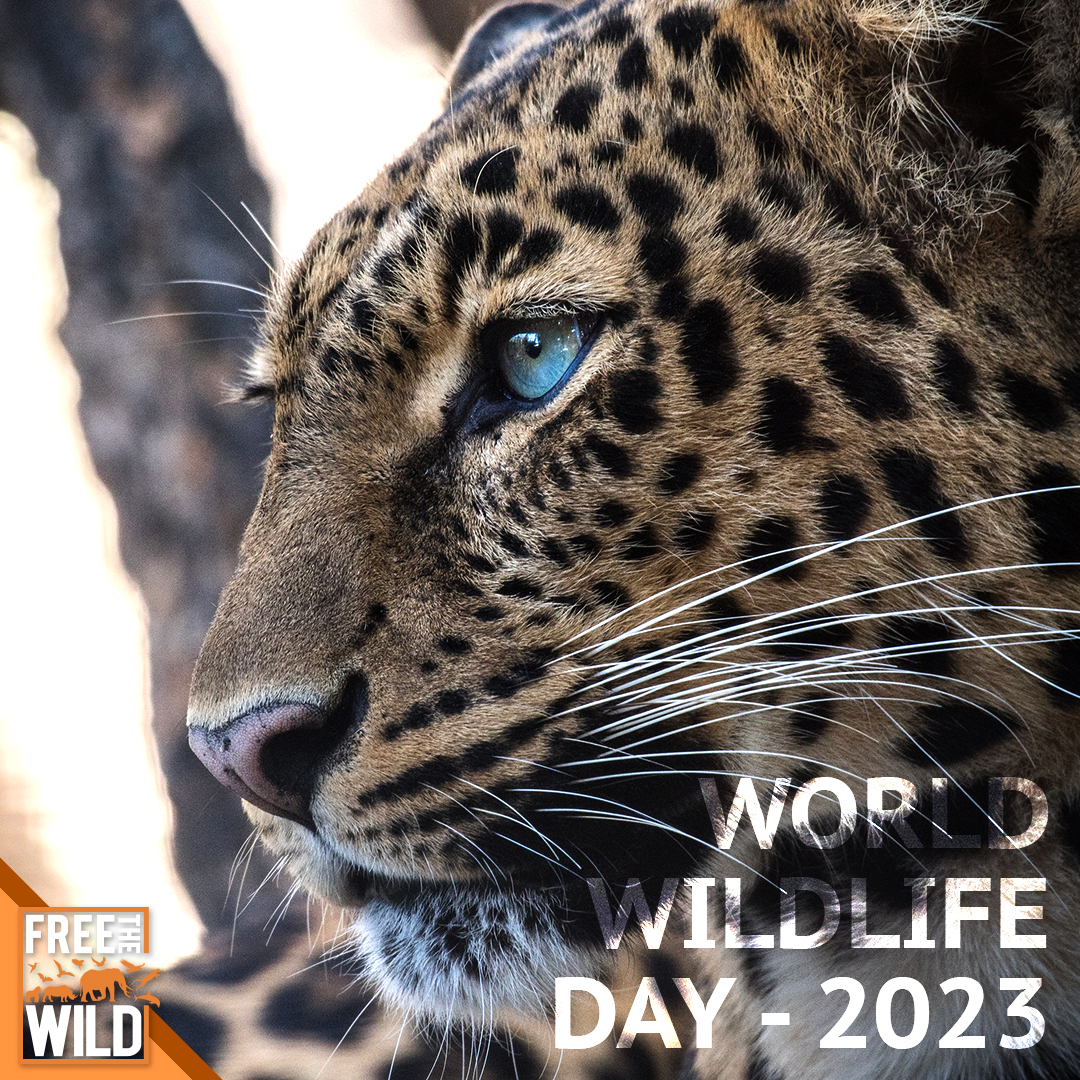 Today, we celebrate World Wildlife Day and the incredible diversity of life on our planet. Let's recognise the importance of organisations like CITES and support their efforts to protect the world's wonderful wildlife. FTW 🧡 #FTW #FreeTheWild #WorldWildlifeDay #Conservation