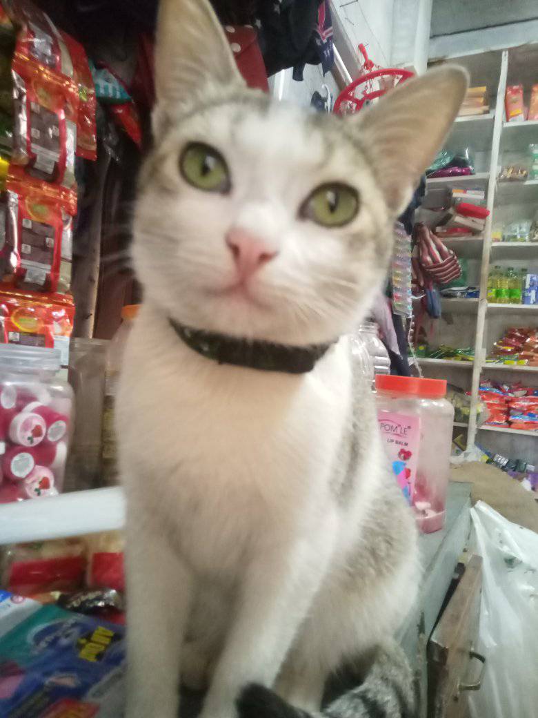 hmingteasailo.blogspot.com/2023/03/felfel…