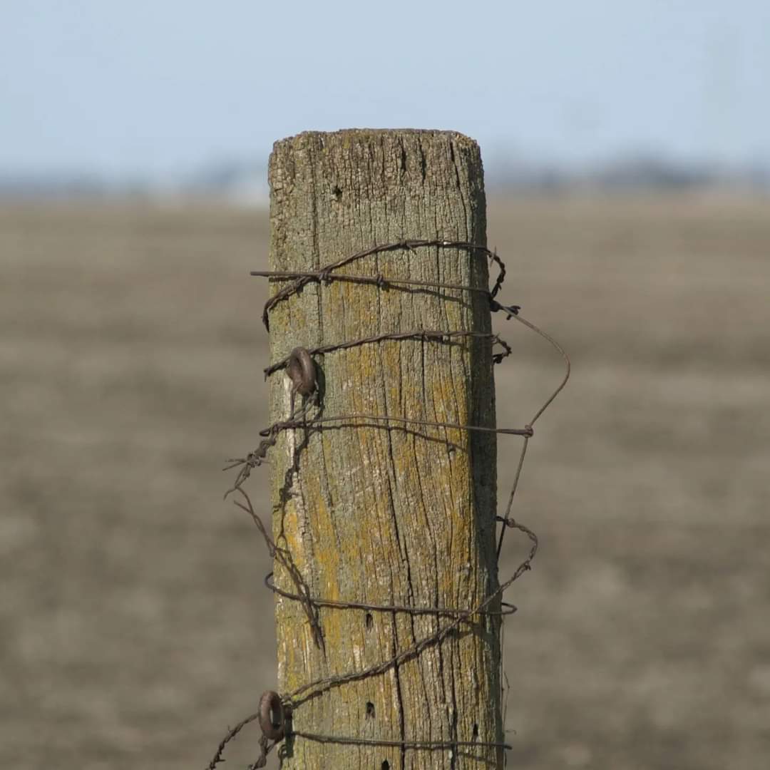 WKevinNelson's tweet photo. Good morning!☀️
#TodayisaGift #Friday #March #WinterinIllinois #FencepostFriday #Hedge_Post #Barbwire #EveryDaysaBlessing #ThankfulforToday https://t.co/91gJGoFvpk