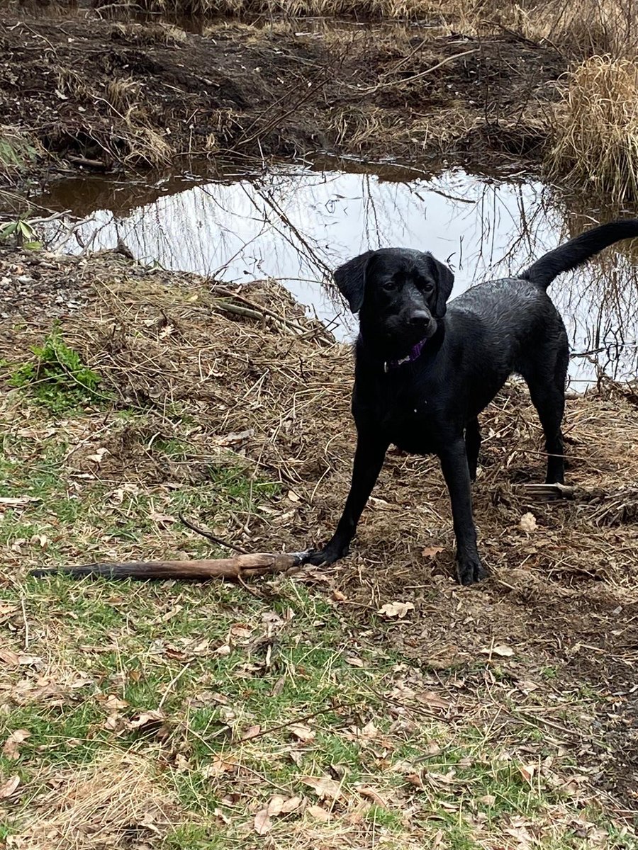 Happy birthday to our best fur colleague. Wishing you a lovely day away from the office and we look forward to hearing all about it when you are back in on Monday.
#colleagues #teamwork #recruitment #annualleave