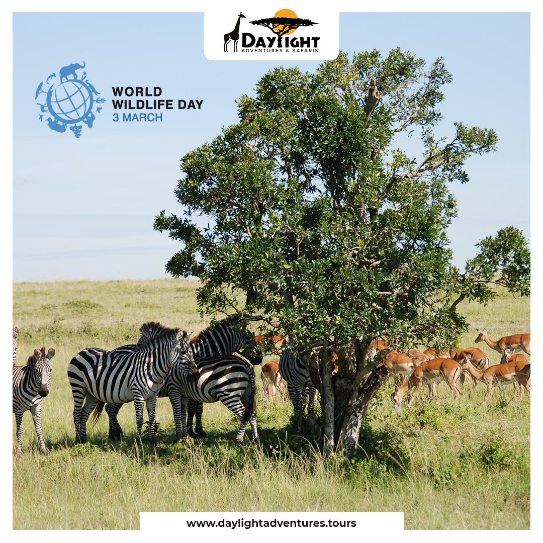 'When we protect nature we protect ourselves' - Wangari Maathai

Happy world wildlife day

#worldwildlifeday  #wildlifeplanet  #wildlifeconservation  #tourismafrica  #tourismkenya #tembeakenya🇰🇪