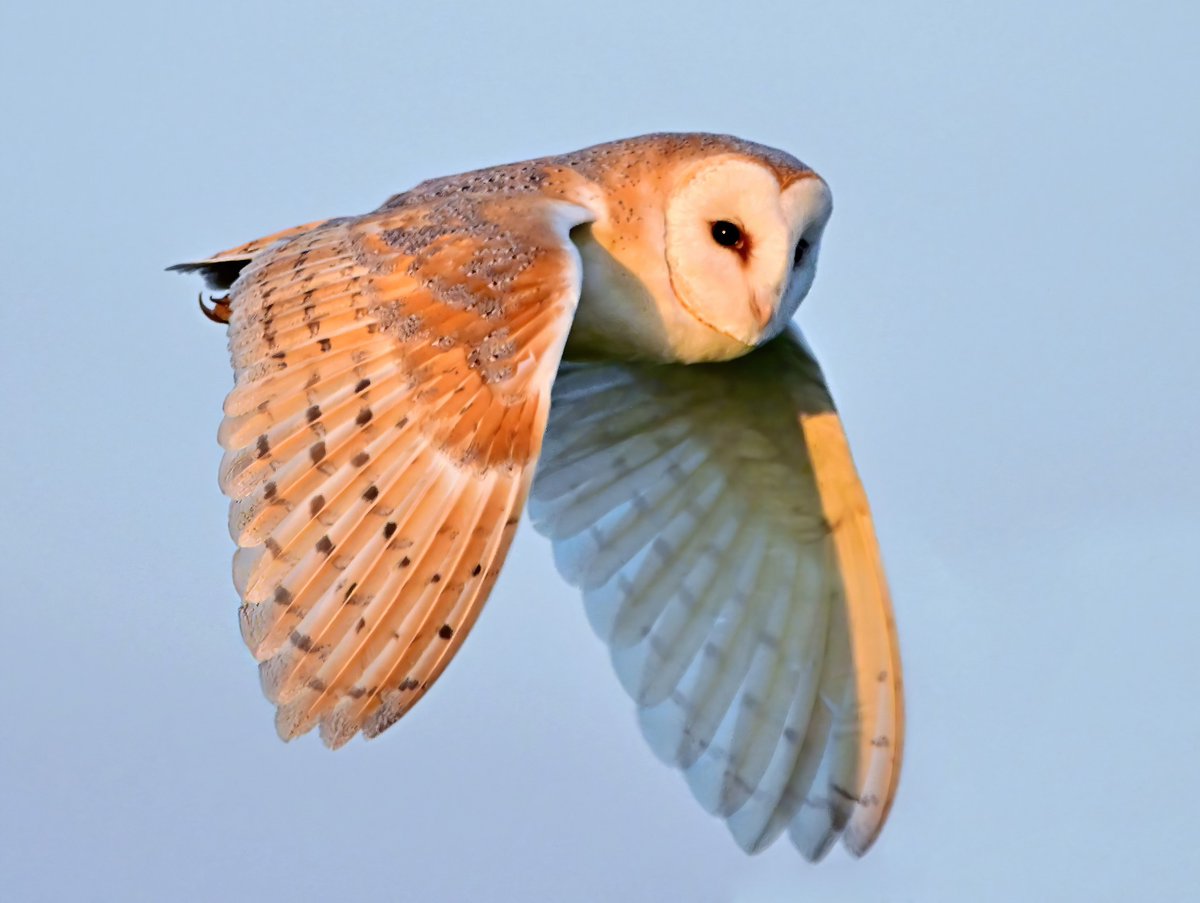 Carl Bovis tweet media