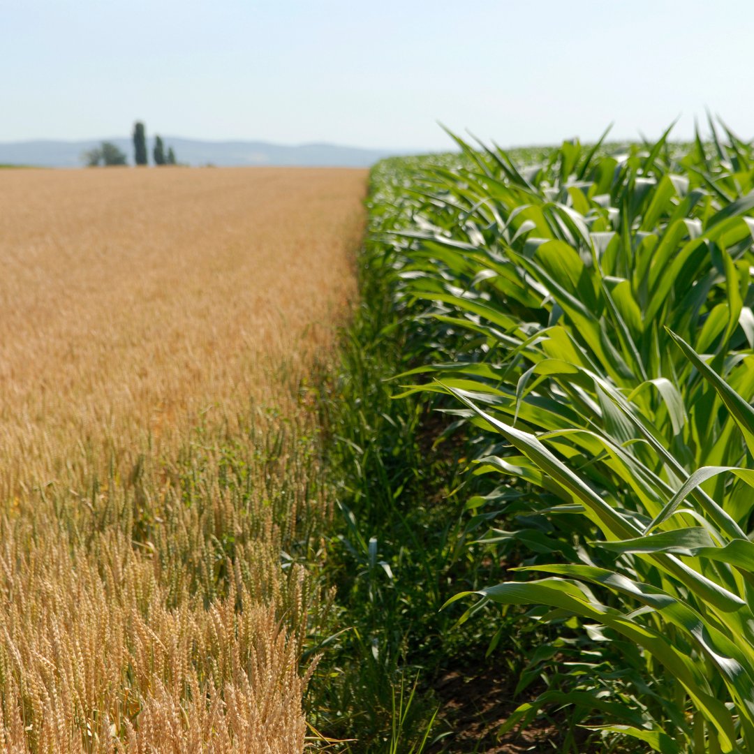 FITESA_Agro's tweet photo. #infoFITESA 

El tamaño medio de explotación agraria en España es de 44 hectáreas 👨🏻‍🌾

Encuesta que se realiza anualmente en España sobre una muestra de 9.200 explotaciones agrarias y metodología armonizada en toda Europa 🚜

Los principales resultados 👇🏼
https://t.co/qqEM70oRxf https://t.co/WTkqcOKmeh