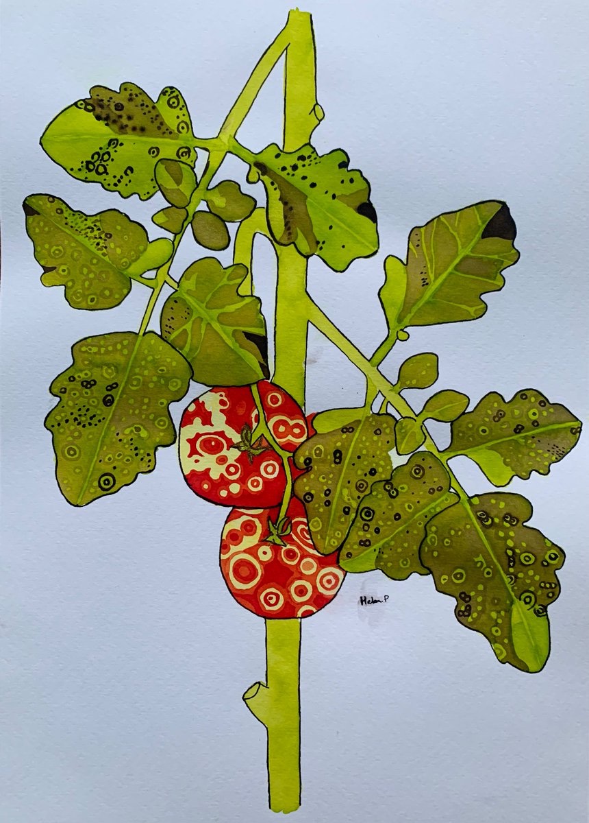 hgpennington's tweet photo. Ink painting/drawing of tomato spotted wilt virus (TSWV) symptoms.

N.B. You can find all of my prior paintings here: https://t.co/1mMXZQPkU6 https://t.co/V8sciGn2ao