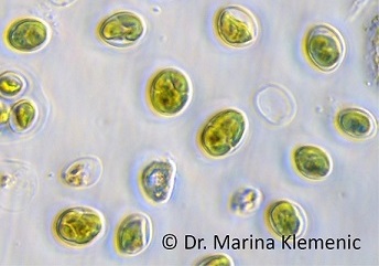 agrisera's tweet photo. "Rubredoxin 1 promotes the proper folding of D1 and is not required for heme b559 assembly in Chlamydomonas photosystem II" with Agrisera antibodies to PsbA and PsbD.

To article: https://t.co/Pgq1WBUPdF

#photosystemII #rubredoxin #photosynthesis #cytochrome https://t.co/HdETD9W711
