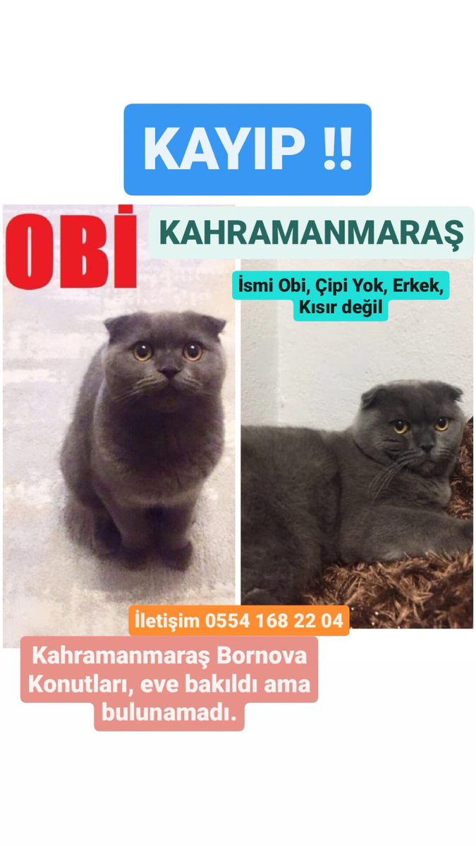 haysevder's tweet photo. #KAHRAMANMARAŞ KAYIP❗
İletişim:0554 168 22 04
İsmi Obi.. Çipi yok, erkek , kısır değil.. Kahramanmaraş Bornova konutları.. Eve bakıldı ama bulunamadı.. https://t.co/RCWok2OftM