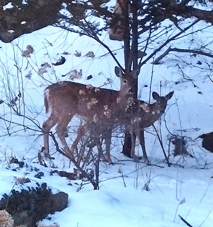 A wonderful sight to see when you look out the window first thing in the morning. #SomethingBeautiful