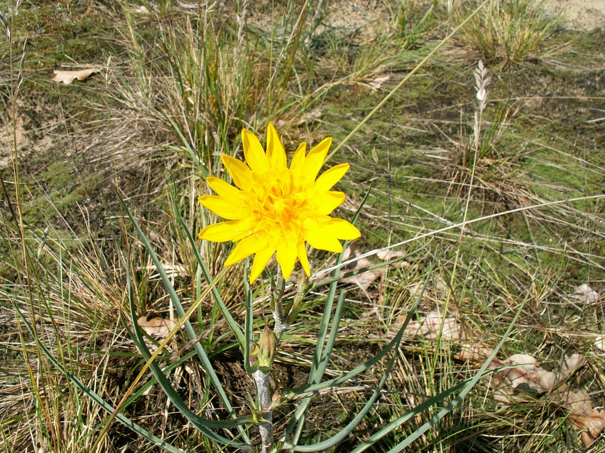 WildlifeBelarus's tweet photo. 2⃣Alisma praecox and Tragopogon bjelorussicus are plants new to science that were discovered in Belarus. 🌼
They were formed in the unique natural conditions of #Polesia, which haven’t changed a lot over the past millennia.
#WorldWildlifeDay https://t.co/8xSyFIrO2w
