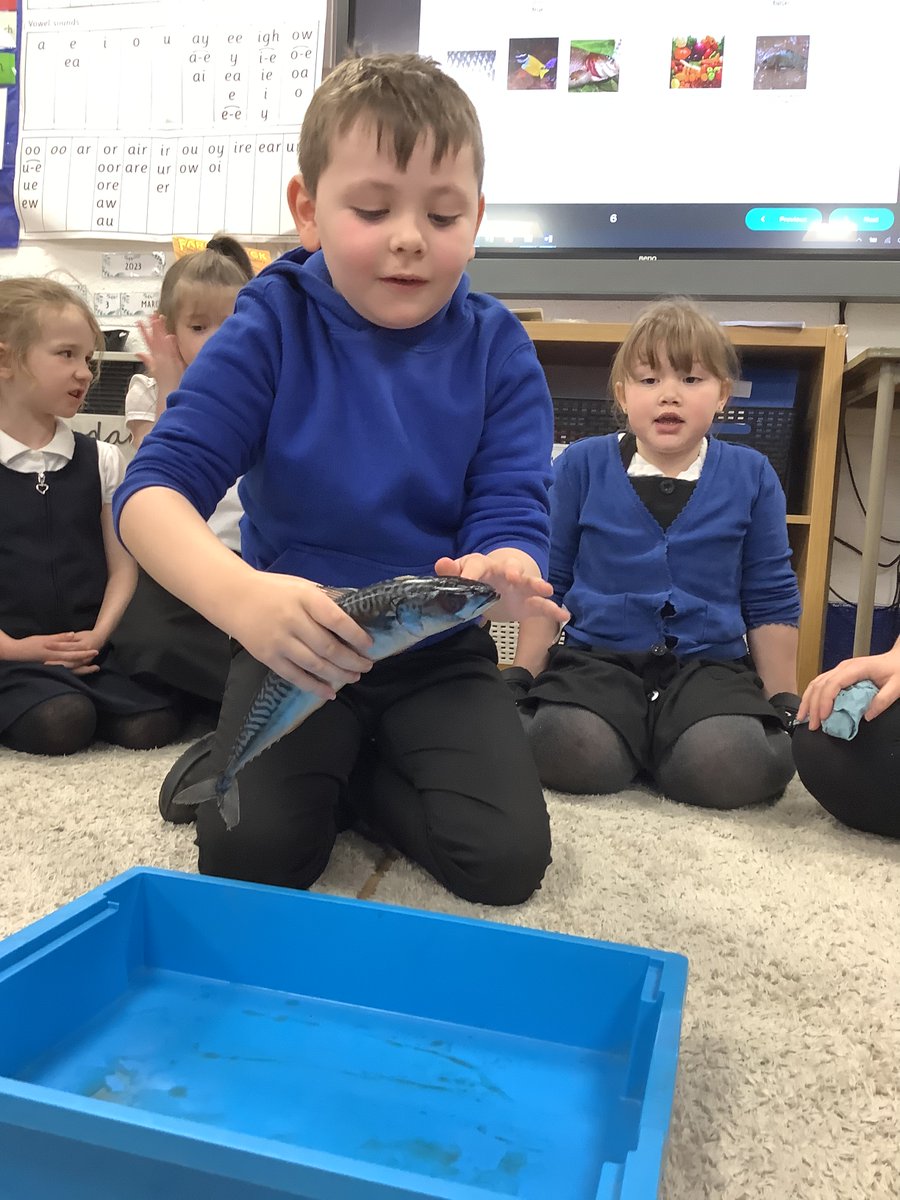 RPS_Conkers's tweet photo. We have been investigating what makes fish fish and explored the gills, mouth, tail and fins. @Riverside_Pri #riversidesciencesquad https://t.co/7QXG0vYMtZ