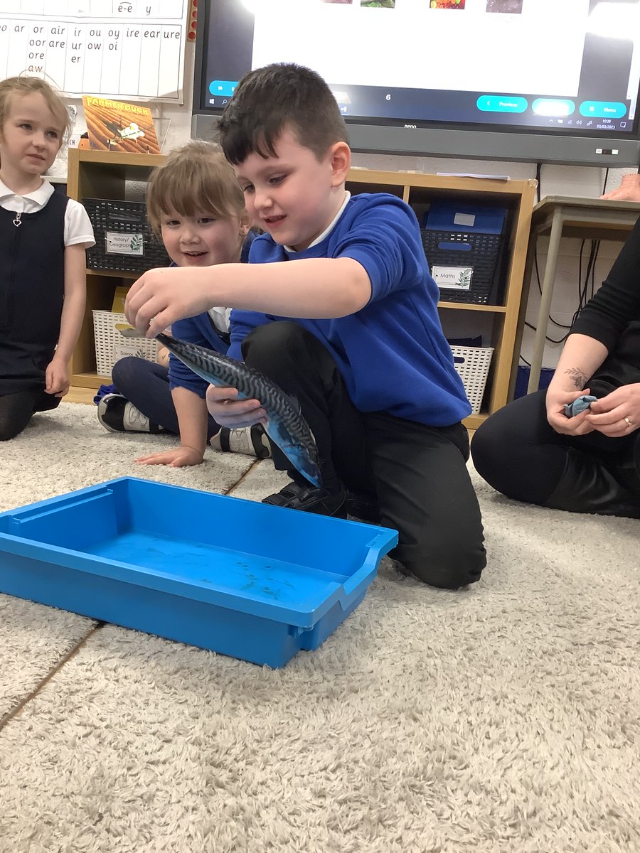 We have been investigating what makes fish fish and explored the gills, mouth, tail and fins. <a href="/Riverside_Pri/">Riverside Primary</a> #riversidesciencesquad