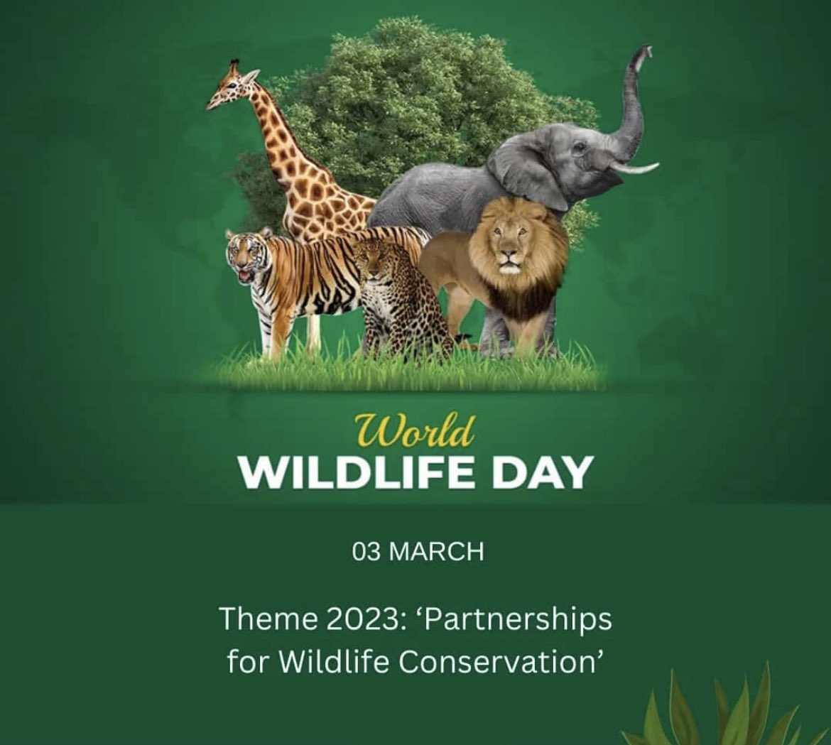 rahul_rohane's tweet photo. #WorldWildlifeDay2023 https://t.co/KTaZWyF4nm