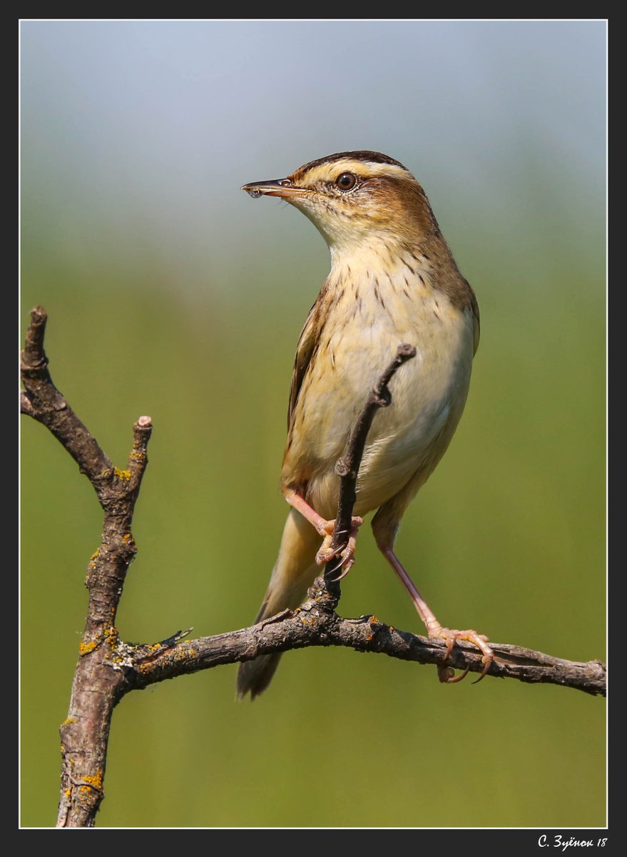 WildlifeBelarus's tweet photo. 6⃣ Belarus hosts the biggest population of Aquatic Warbler. It is the rarest songbird of the continental Europe. 
🐦The species was successfully translocated to Lithuania several years ago.
📷 Siarhiej Zujonak
#WorldWildlifeDay https://t.co/OjSR3c15hH