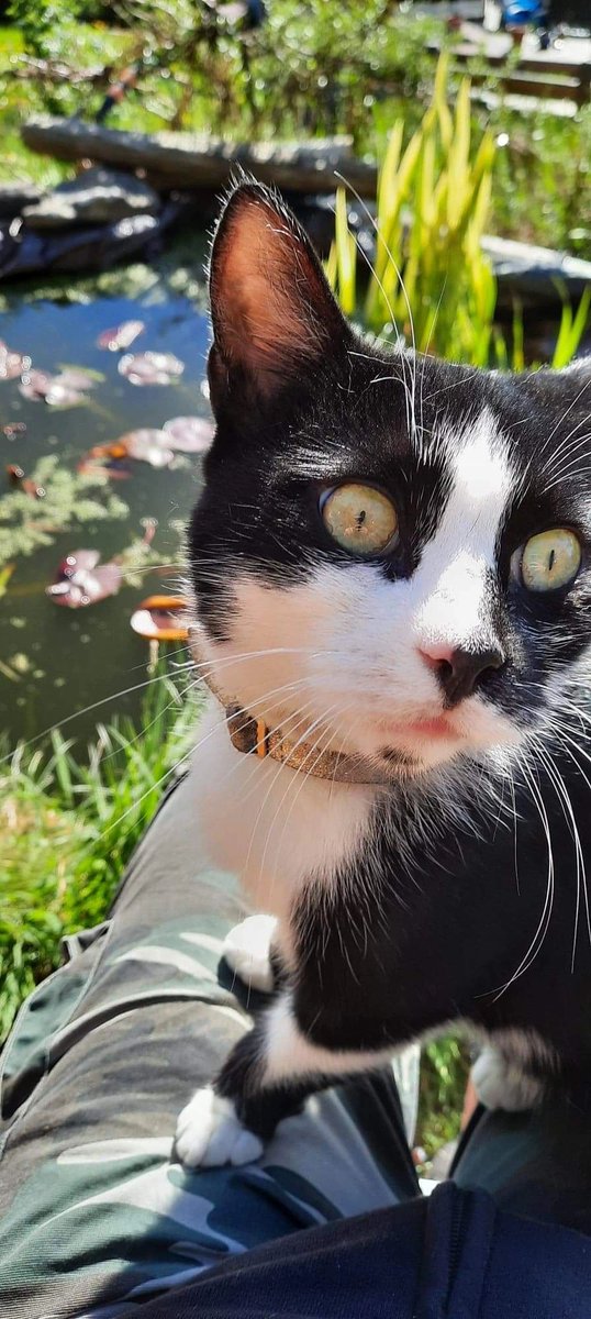 SkullPrint3's tweet photo. Skull Cat also wishes you a mostest happiest weekendest
#tshirt #tshirts #kittenra #onlineshopping #customclothingstoreoftheyear #design #skullcat #cat #cats #catsofig #catsofinstagram #catsoftwitter #catphotooftheday #catslife #catstagram #kitten #stinkingcute https://t.co/hwP9XhKfGP