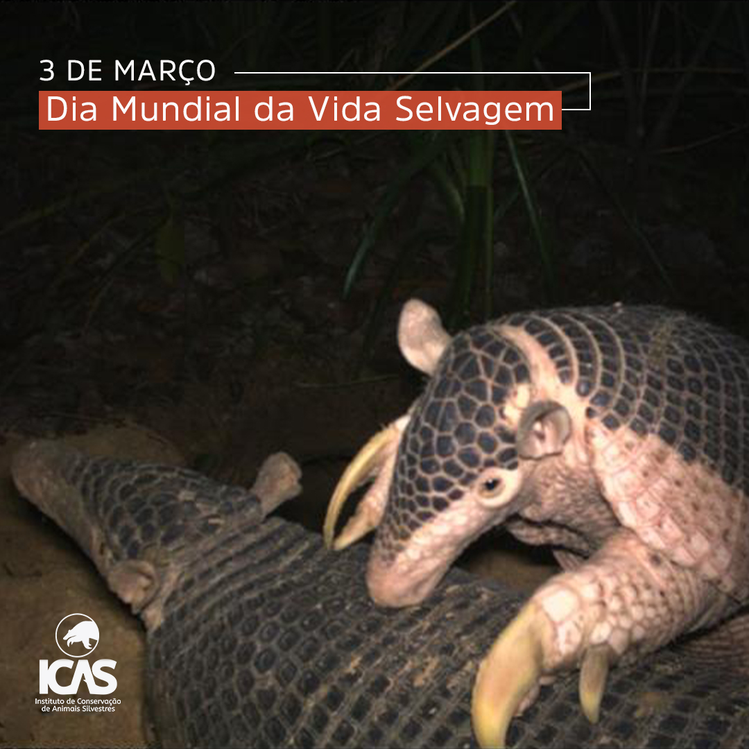 Icas - Wild Animal Conservation Institute tweet media