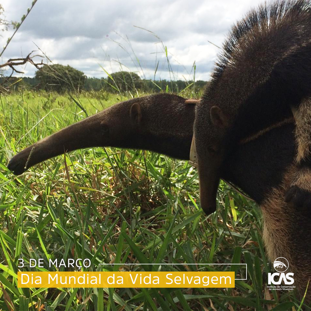 Today is #WorldWildlifeDay 
We are proud to defend wildlife and biodiversity through science and education, and promote coexistence between humans and wildlife, addressing the conservation of two threatened species: giant armadillo &amp; giant anteater.  
icasconservation.org.br  🇧🇷