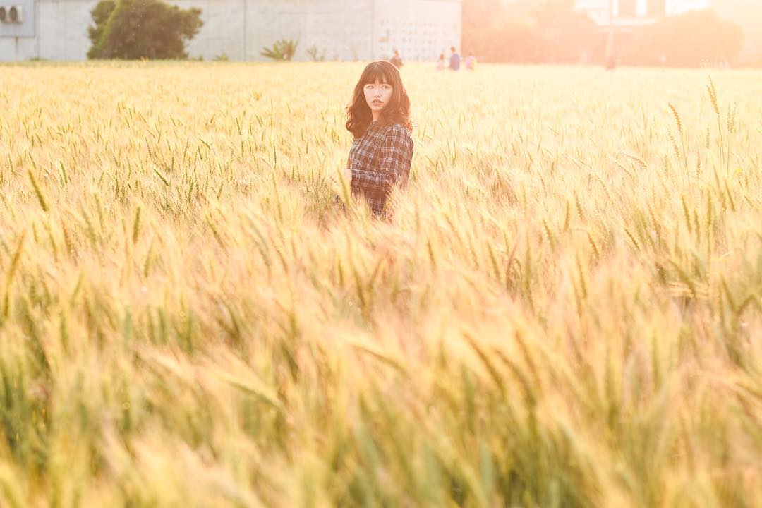 Visit Taichung Daya #Wheat Festival to enjoy the beauty of rolling wheat! #Weizen #blé #grano #trigo 📣Dear followers, this twitter account will be merged into @taichungtravels from March. Follow this account to discover latest events and attractions in Taichung city, Taiwan.