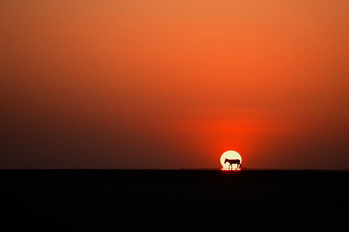 Sometimes life is too hard to be alone, and sometimes life is too good to be alone. The wild-ass in desert walking alone at #sunset in search of a shelter for night.

#WorldWildlifeDay #WorldWildlifeDay2023 #Gujarat #Kutch #WildLife #Sunset #India #WildAss #Desert 

#nftart #NFT