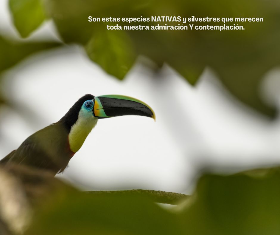 Biodiversa Colombia tweet media