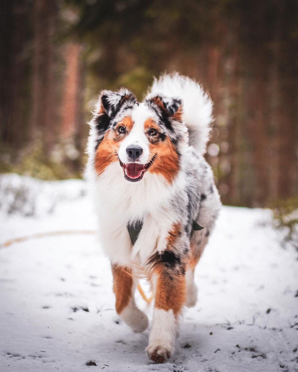 Ready for a new week? We are too! Let’s get it 🤩 
#australianshepherd #doglife #aussiesofinstagram #dogstagram #doginfluencer #aussie #aussie_images #doglove #aussiecenter #australianshepherdpuppy #australianshepherdsofinstagram #aussielovers #australianshepherdsverige