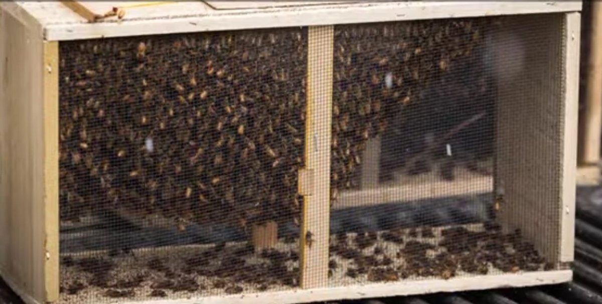 Receiving packaged #honeybees this spring? Check out a #learnNow video on how to install them 🍯🐝 m.youtube.com/watch?v=4lt7BW…
#beekeeping #honeybee #beekeeping #backyardbeekeeping #apiary