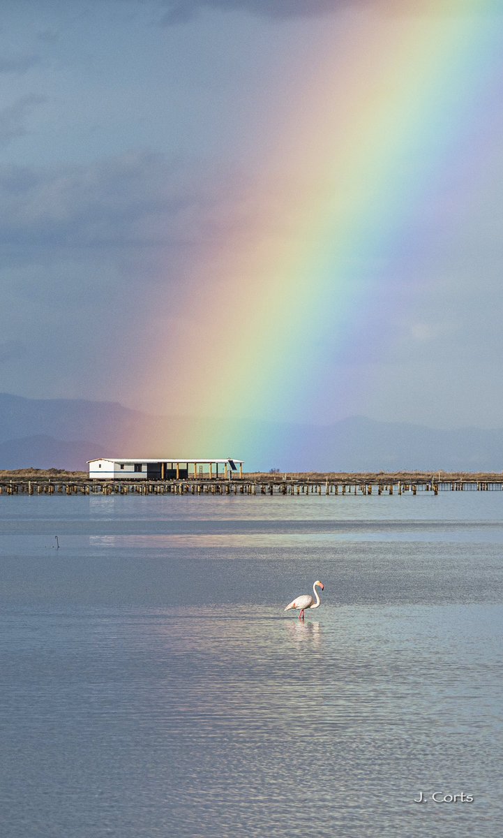 #WorldWildlifeDay2023

 @WildlifeDay #deltadelebre @terresebretur @NatGeoPhotos @NatGeoEsp #tufotonatgeo #fotodeldia