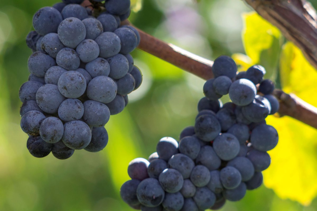 𝟮𝟬𝟮𝟮 𝗿𝗲𝗰𝗼𝗿𝗱𝗷𝗮𝗮𝗿 𝘃𝗼𝗼𝗿 𝗕𝗲𝗹𝗴𝗶𝘀𝗰𝗵𝗲 𝘄𝗶𝗷𝗻𝗯𝗼𝘂𝘄!
De Belgische wijnbouwers hebben vorig jaar samen meer dan drie miljoen liter wijn geproduceerd – circa vier miljoen flessen dus. 
belgischewijnbouwers.be/2022-recordjaa…
#belgischewijn #winesofbelgium