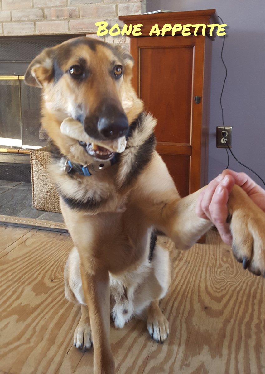 Love giving my fur babies, treats they love ❤️ 
#treatyourself #treat #gsd #pawswap #FridayFeeling