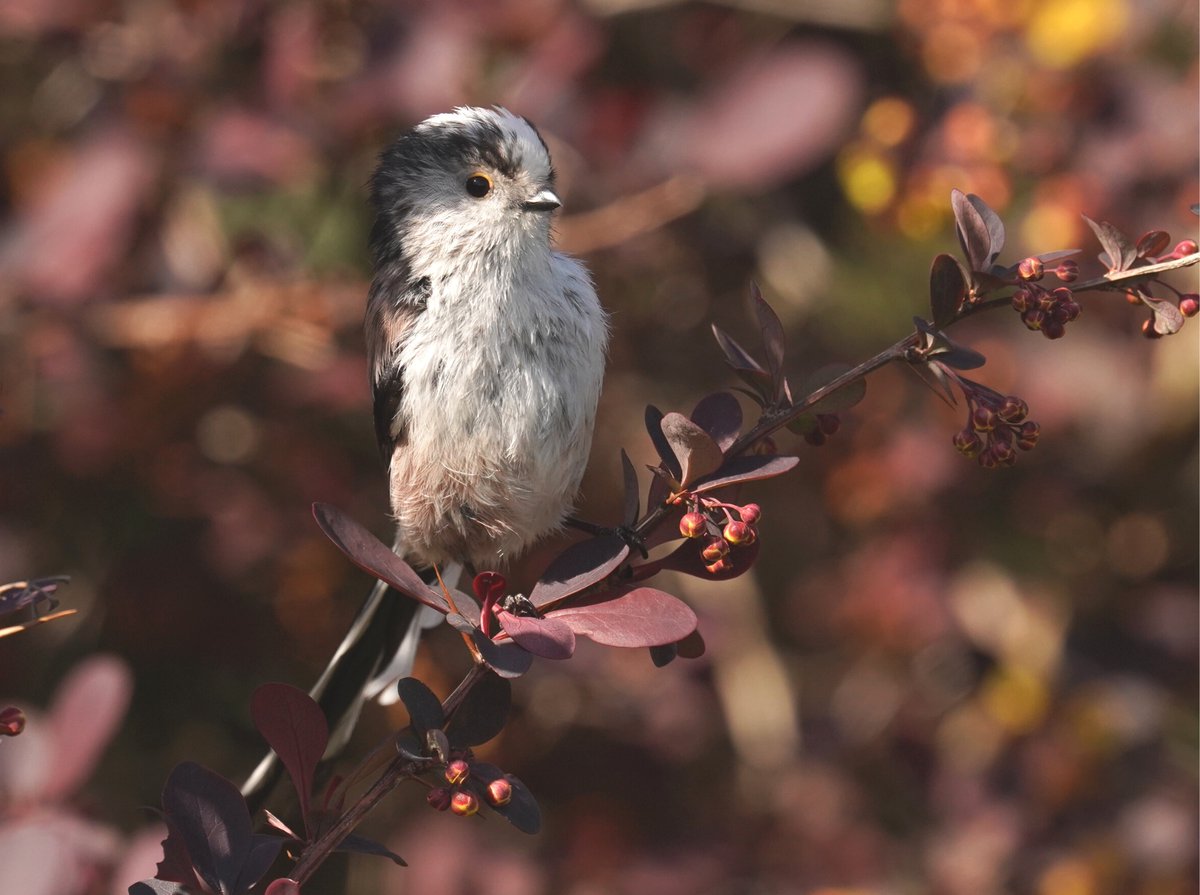 Long-tailed tits are early nest builders. If you spot one hovering over the corner of a window, it's probably looking for cobwebs to make its nest stretchy 🕸🐦
These birds have big broods and so their nests need to be able to expand as the chicks grow up #birdfacts #photography