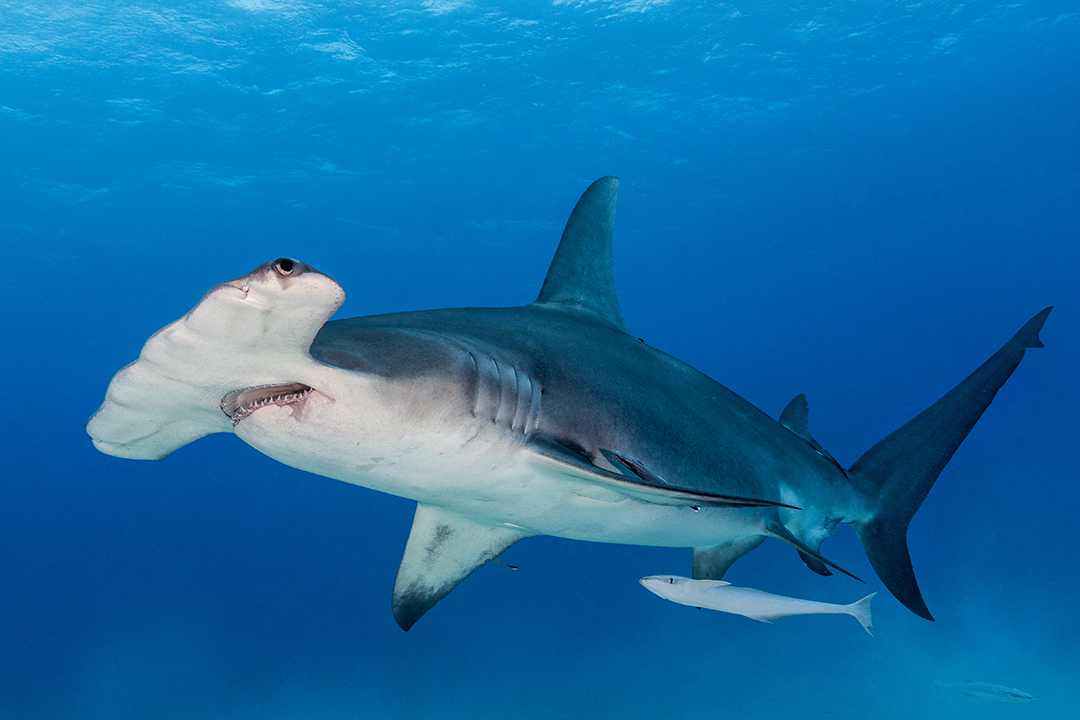 @UN @JohnEScanlon @ifawglobal @CITES @HighSeasAllianc @SharkRayFund @UNEP @undoalos @WildlifeDay @WCSocean @OceanEco_UNCTAD #WWD2023 also marks the occasion of @CITES 50th birthday #CITES50 & I was honoured to be able to offer some thoughts on the evolving role of the Convention in regulating marine #wildlife, in particular #sharks, with former #CITES SG @JohnEScanlon . sdg.iisd.org/commentary/gue… .