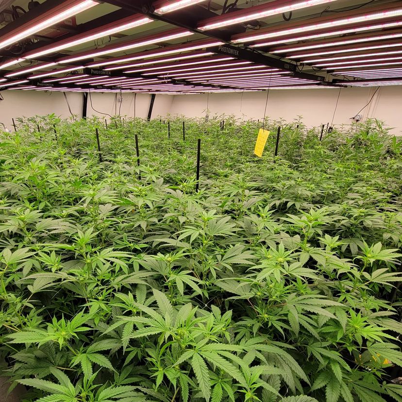 photontek's tweet photo. Green blessings by @prescribed.burn under the #Photontek #X600w. 🙏
🏷️
#BornToGrowBuiltToLast #growerslove #ledgrowlights #growlights #growyourown #indoorgrowing #horticulturallighting #indoorfarming #indoorgrowlight #growerslove #growyourown #greenhouse #greenhousefarming https://t.co/qvBNLbBxKC