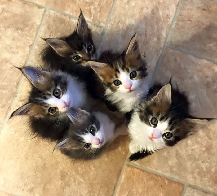 txt as cats ! tweet media