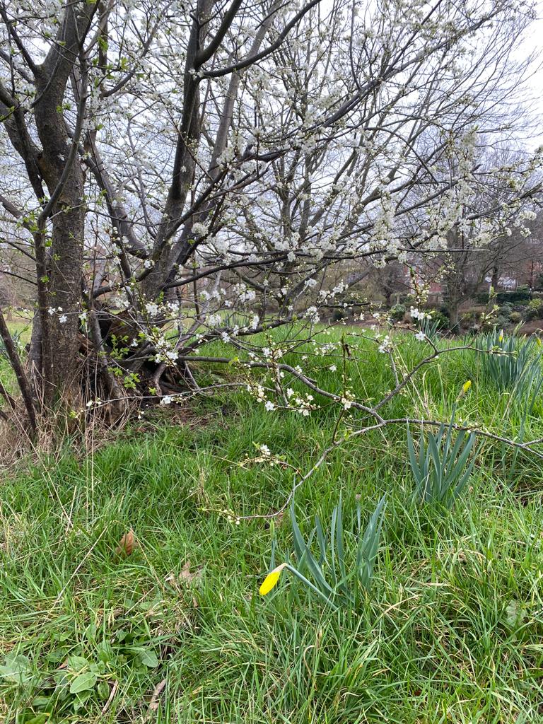 PAcappella's tweet image. Welcome to the weekend! 

Here's a lovely spring picture taken by one of our choir members in the Upper Norwood Recreation Ground this week 🌼 

#springinlondon #norwood