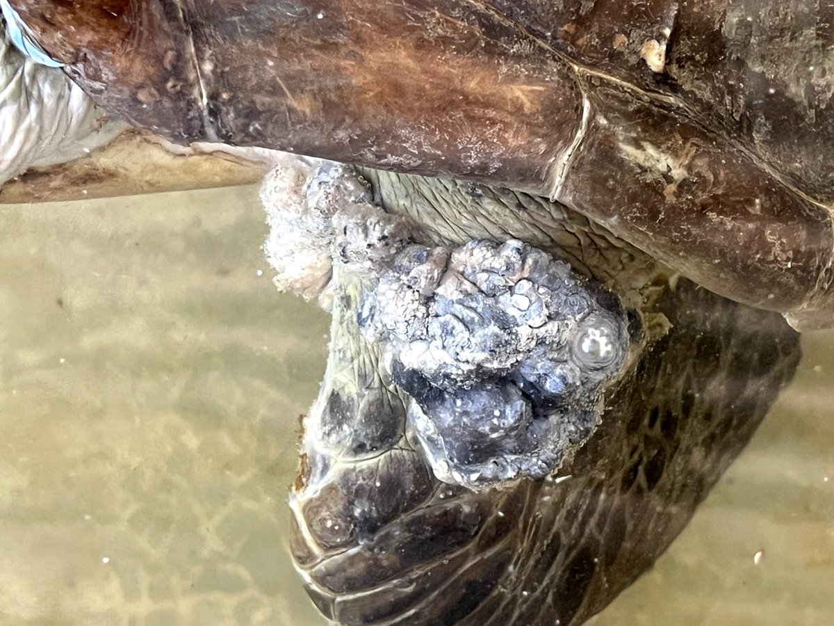 fkmbai's tweet photo. Today, I finally submitted what I have been working on. 
Prevalence of Fibropapillomatosis in green turtles presented to Local Ocean Conservation  Trust in Watamu, Kenya.
@LocalOceanCo https://t.co/byZGoA1ctw