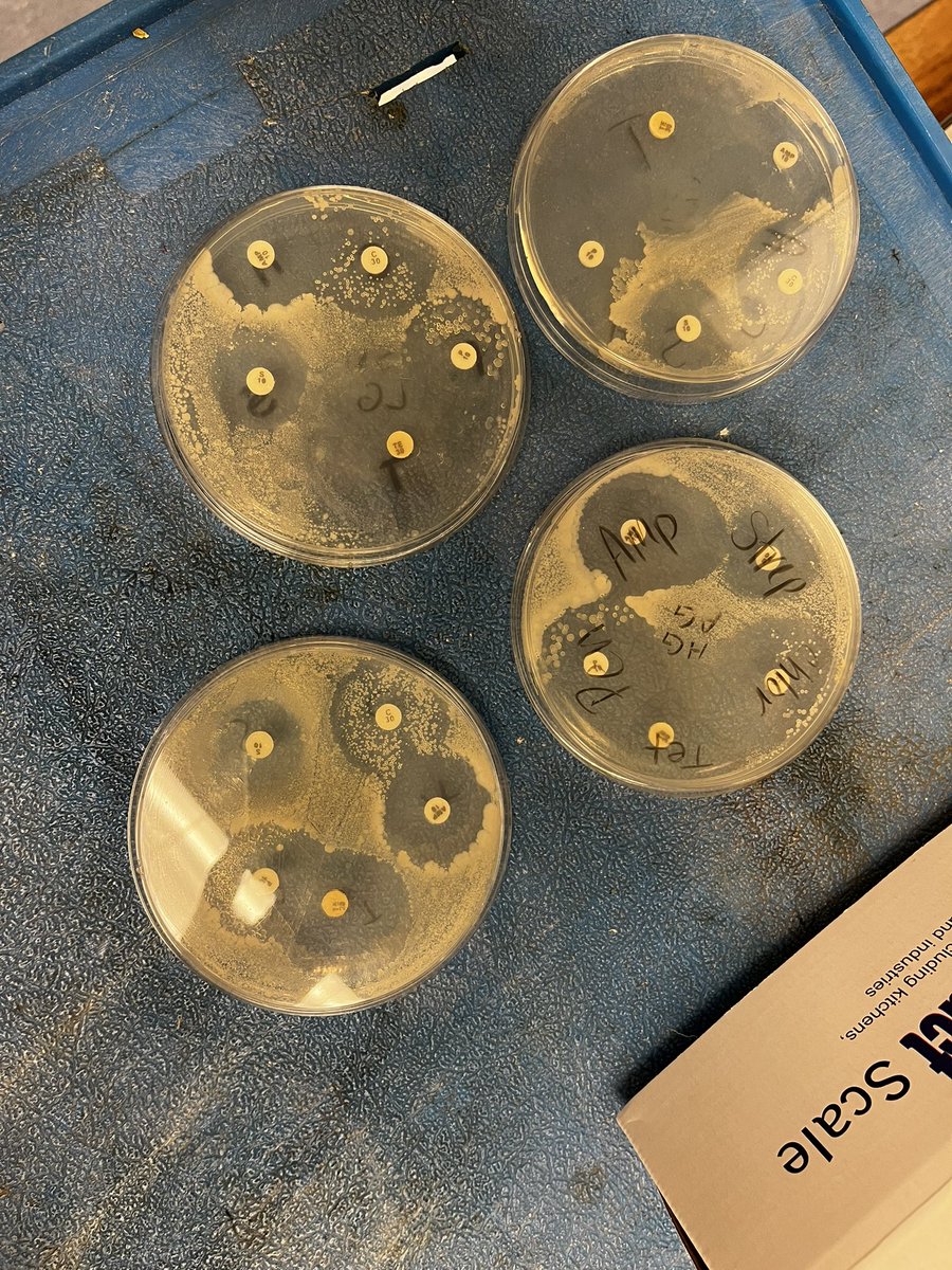 ehmyrick's tweet photo. They are beautiful and I’m so excited!!! @NewKentStrong #debio https://t.co/ZgSG7tkmkw