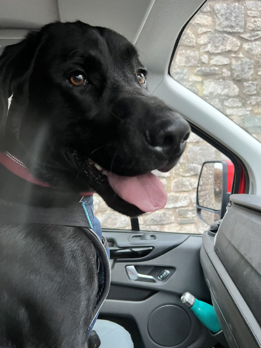The face of a dog that says “yes I won at the vets, you are not putting that up my nose”