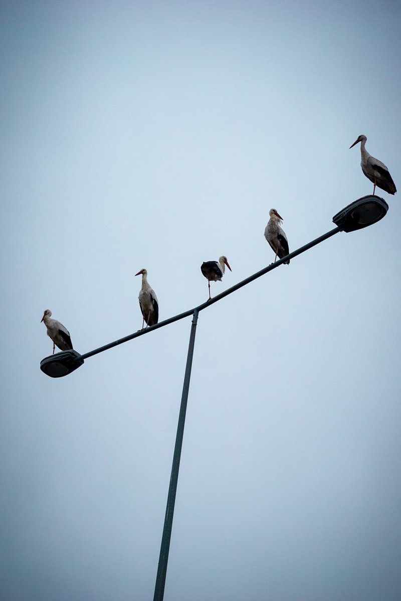 Şile yolu bugün leylek açmış. Sanıyorum yarınki buluşmada İstanbul’un ilk ve çok kalabalık leylek kafilelerinden birine şahitlik edeceğiz. Binlercesine denk gelebiliriz. Çok heyecan verici :)

Fotoğraflar <a href="/asalarif/">Arif Asal</a>