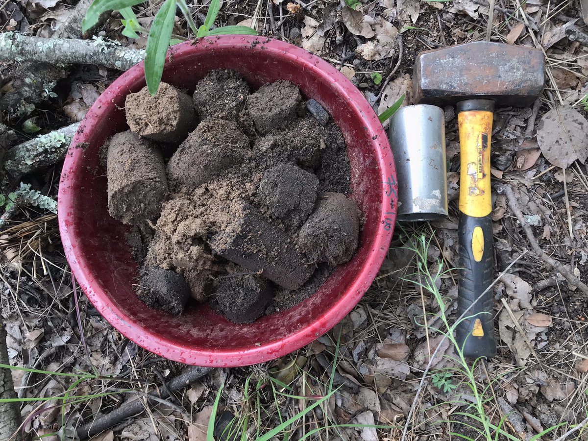 RemiCardinael's tweet photo. Sampling done in 🇿🇼 #SoilBON ! Finished under the rain 🌧 ! @GBIF @theGSBI @carlosguerra_pt @RegisChikowo @UZimbabwe @Zimparks Let’s hope we will find again the tea bags in one year !! #soilbiodiversity #litterdecomposition https://t.co/IIidMtSBzy