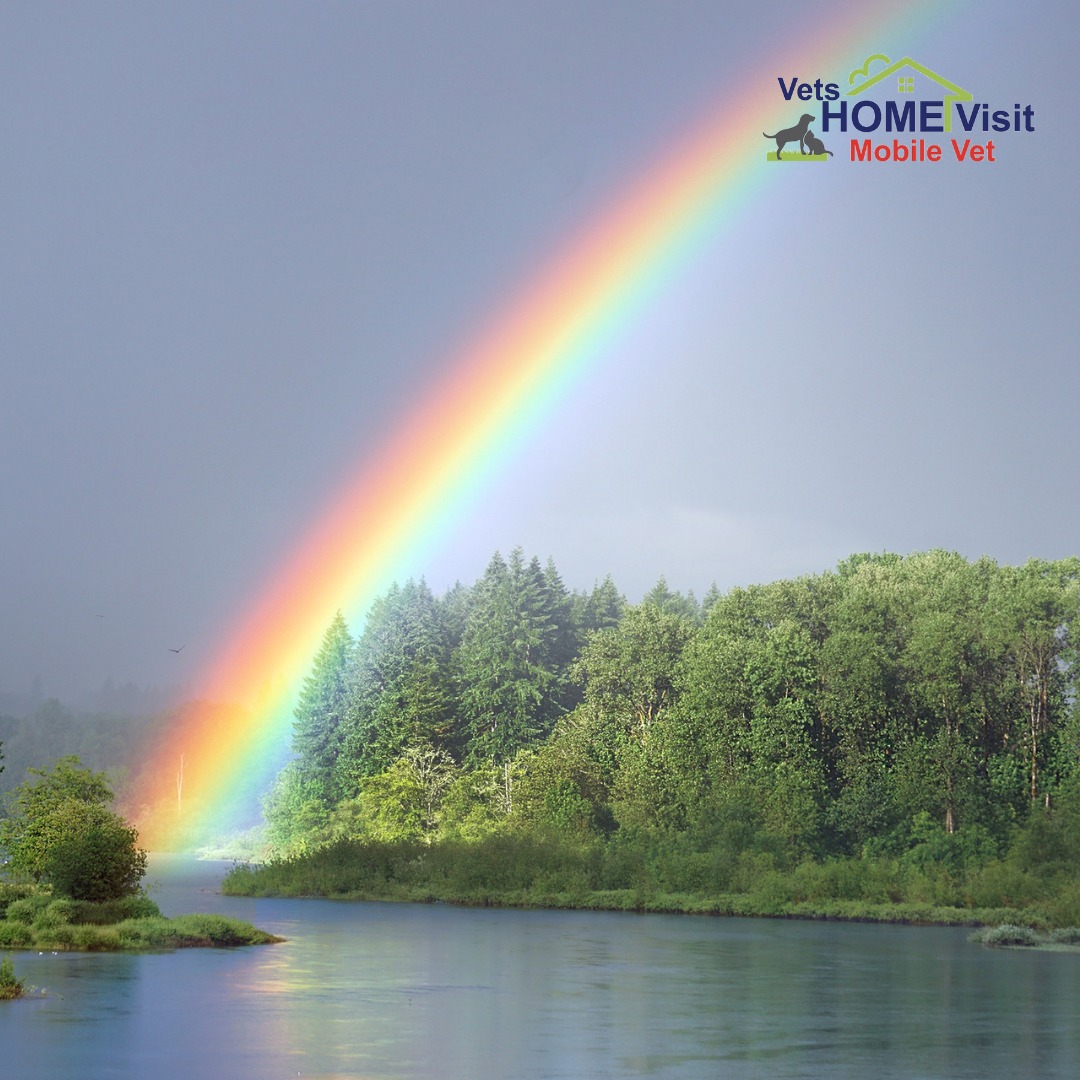 VetsHomeVisit's tweet photo. We know how heartbreaking those final moments are for you &amp;your furry loved ones. We offer compassionate &amp; pain free in-home pet euthanasia for when the time comes to say goodbye.

📱 07729 379141
💻 https://t.co/t8ChMO72SS

#vets #dogs #pets #vetshomevisit #euthanasia https://t.co/DW8ZGf8SCv