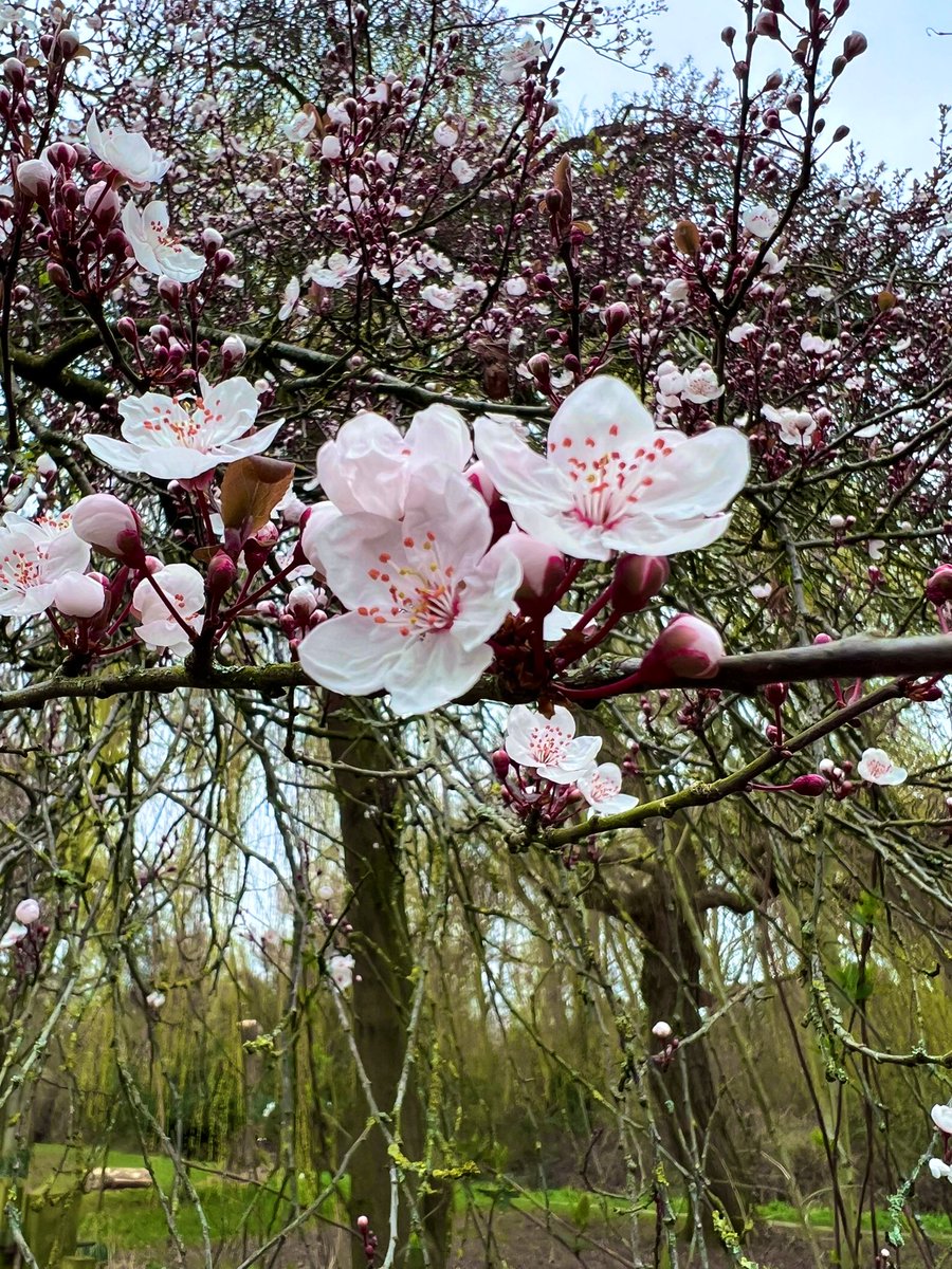 Community Action for Nature tweet media