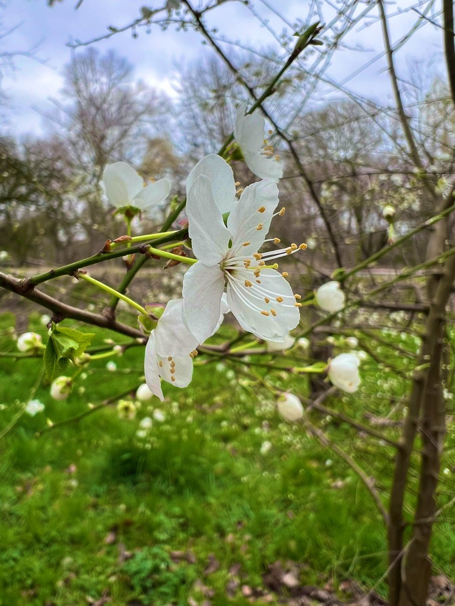 Community Action for Nature tweet media