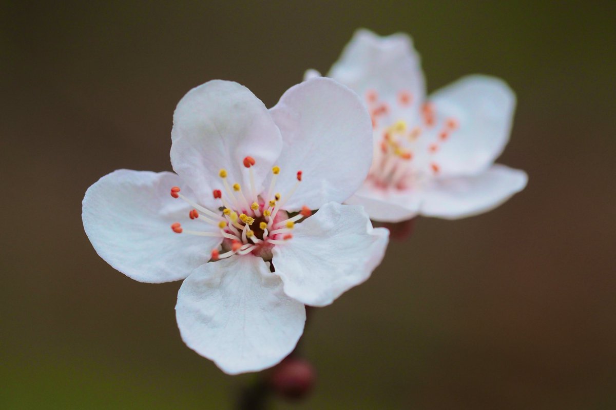 Community Action for Nature tweet media