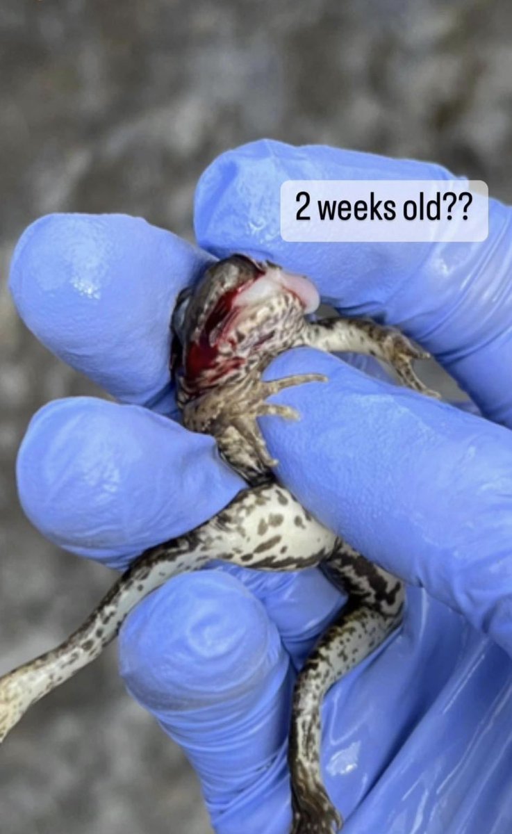 TayCallidryas's tweet photo. @ohiodnr claimed in a Feb. 23rd statement that wildlife haven’t been observed to be suffering since the derailment on Feb 3rd. We found these in Leslie Run weeks later. I’m no toxicologist but that looks like suffering to me (those are blisters on the salamander). #eastpalenstine https://t.co/U2teXv4fhL