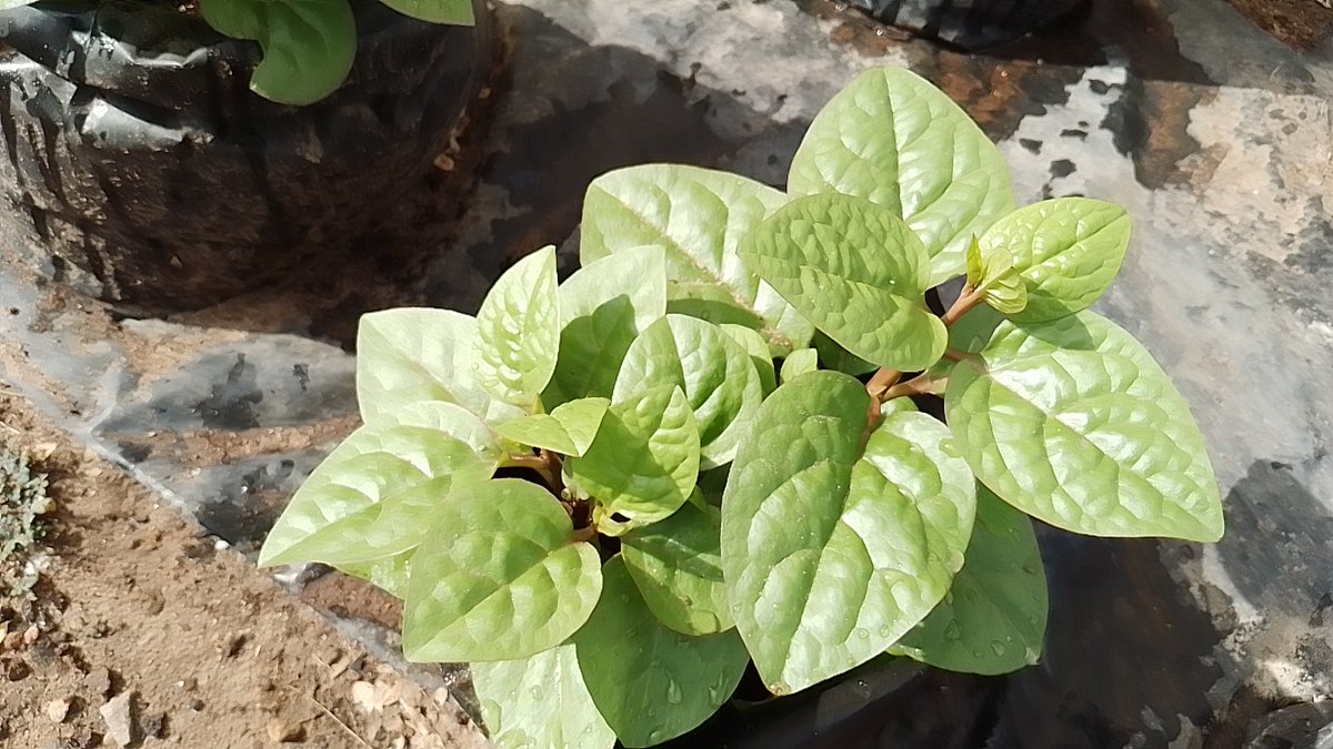 Eni_Ire1's tweet photo. Beautiful #soilless #vegetables #spinash aka #amunututu https://t.co/QfhXT57gPT